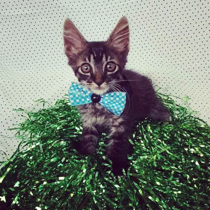 Gato ra a SRD idade Abaixo de 2 meses nome DYLAN 