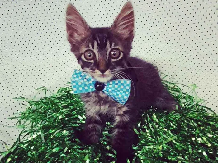 Gato ra a SRD idade Abaixo de 2 meses nome DYLAN 
