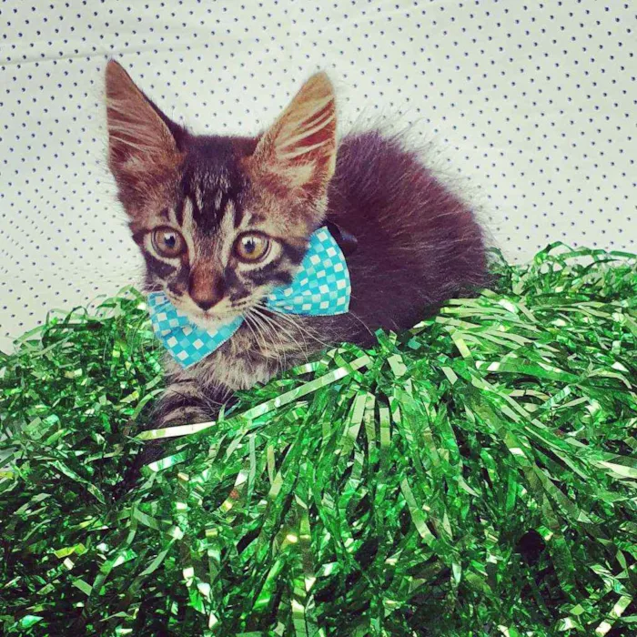 Gato ra a SRD idade Abaixo de 2 meses nome DYLAN 