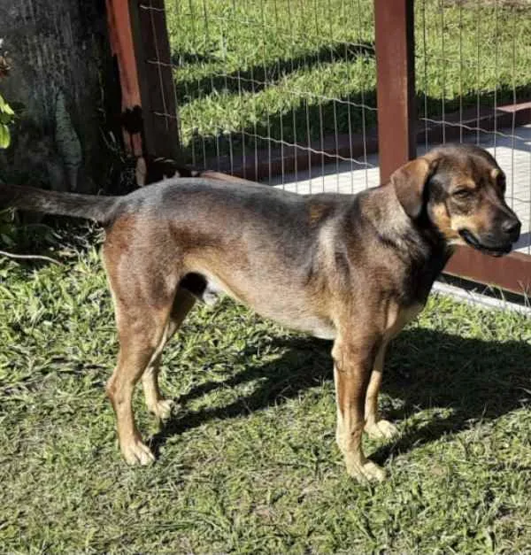Cachorro ra a Sem raça definida idade 2 anos nome Alemão 