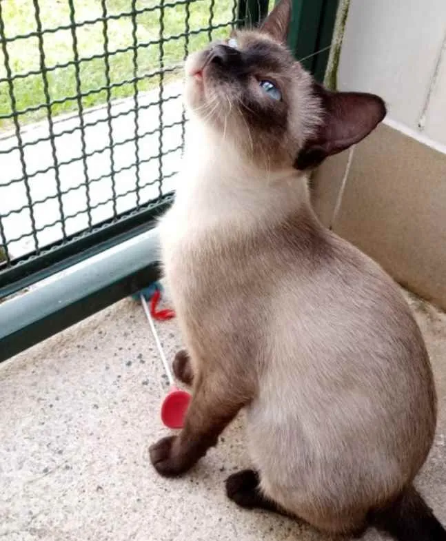 Gato raça Vira lata  idade 7 a 11 meses nome Jaci