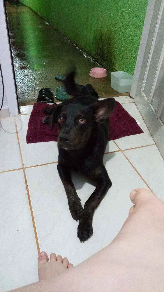 Cachorro ra a Indefinida  idade 2 a 6 meses nome Café 