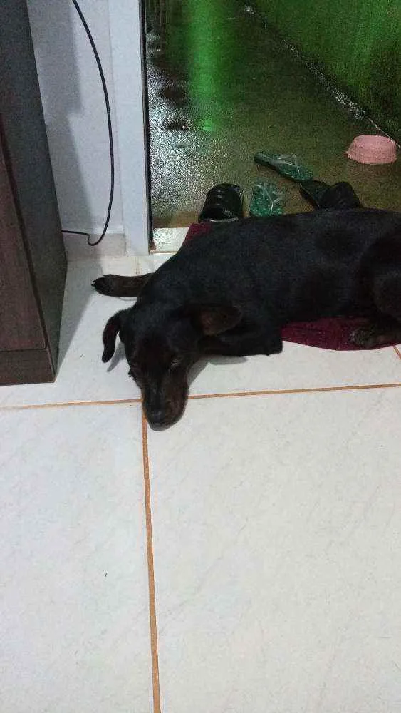Cachorro ra a Indefinida  idade 2 a 6 meses nome Café 