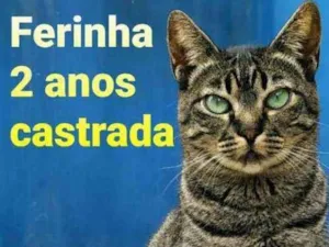 Gato raça SRD idade 2 anos nome Ferinha