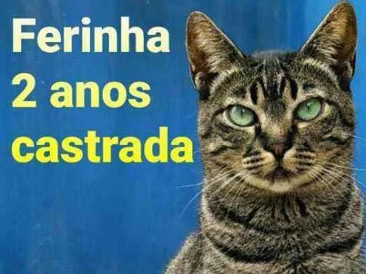 Gato ra a SRD idade 2 anos nome Ferinha