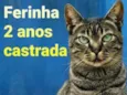Ferinha