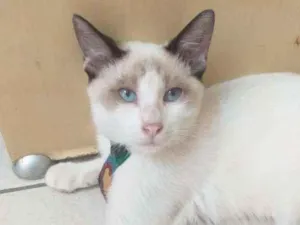 Gato raça SRD idade 2 a 6 meses nome Snow