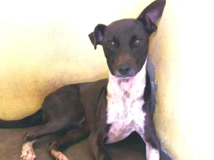 Cachorro ra a SRD idade 2 anos nome SAFIRA