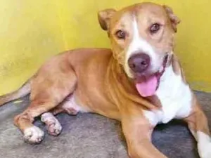 Cachorro raça pit bull idade 2 anos nome Gustavo