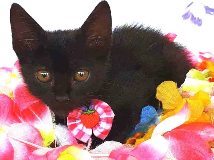 Gato ra a SRD idade Abaixo de 2 meses nome AYLA 