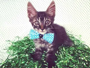 Gato raça SRD idade Abaixo de 2 meses nome DYLAN 