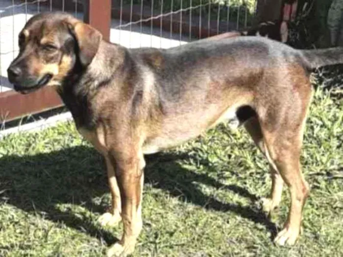 Cachorro ra a Sem raça definida idade 2 anos nome Alemão 
