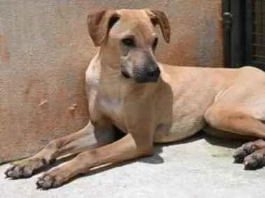 Cachorro raça Vira lata  idade 1 ano nome Alvaro 