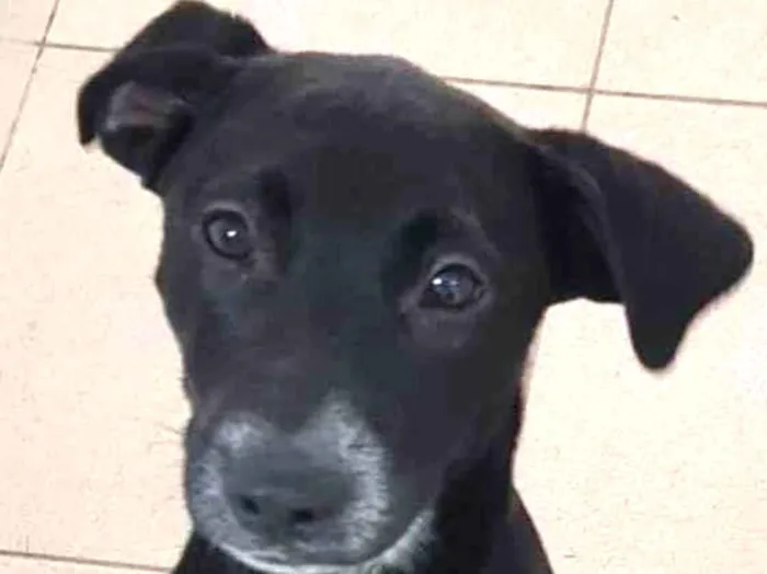 Cachorro raça Vira lata  idade 7 a 11 meses nome Bebel