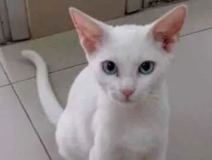 Gato raça Vira lata  idade 7 a 11 meses nome Kauã