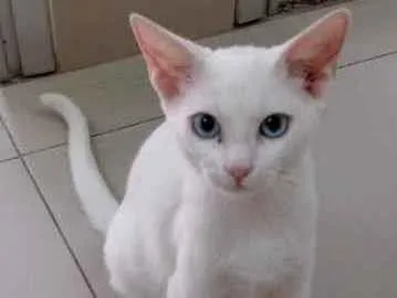 Gato raça Vira lata  idade 7 a 11 meses nome Kauã