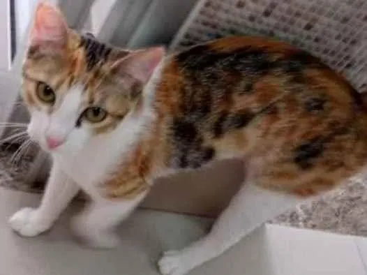 Gato raça Vira lata  idade 7 a 11 meses nome Juju