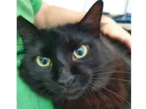 Gato raça Vira lata  idade 3 anos nome Anastacia 