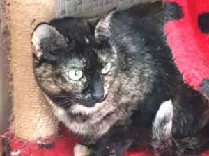 Gato raça Vira lata  idade 3 anos nome Zinha 