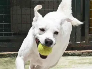 Cachorro raça Mestiço labrador idade 3 anos nome Ras