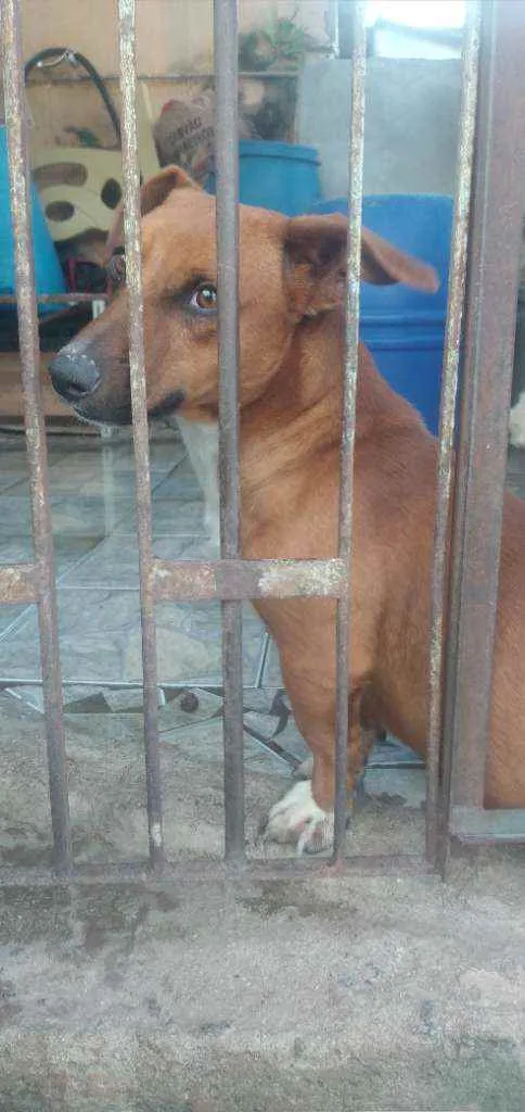 Cachorro ra a Salchinha  idade 1 ano nome Bisteca 