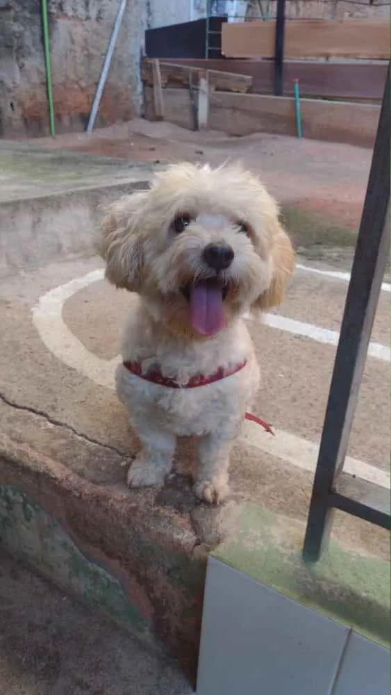 Cachorro raça Poodle idade 1 ano nome Toby 