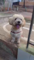 Toby