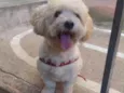 Toby 
