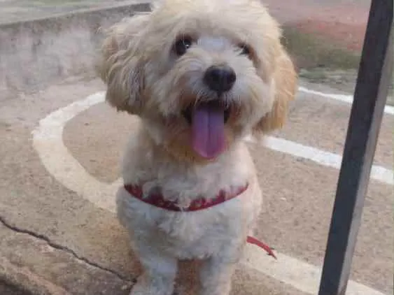 Cachorro raça Poodle idade 1 ano nome Toby 