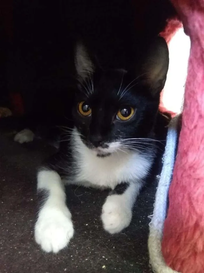 Gato ra a SRD-ViraLata idade 2 a 6 meses nome Amanda