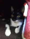 Amanda