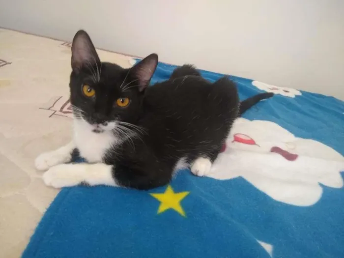 Gato ra a SRD-ViraLata idade 2 a 6 meses nome Amanda