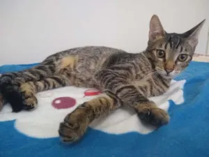 Gato raça SRD-ViraLata idade 2 a 6 meses nome Átila