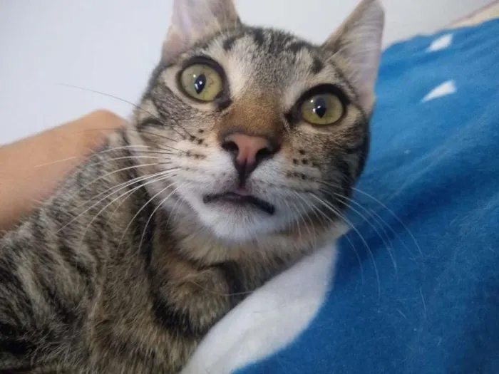 Gato ra a SRD-ViraLata idade 2 a 6 meses nome Átila