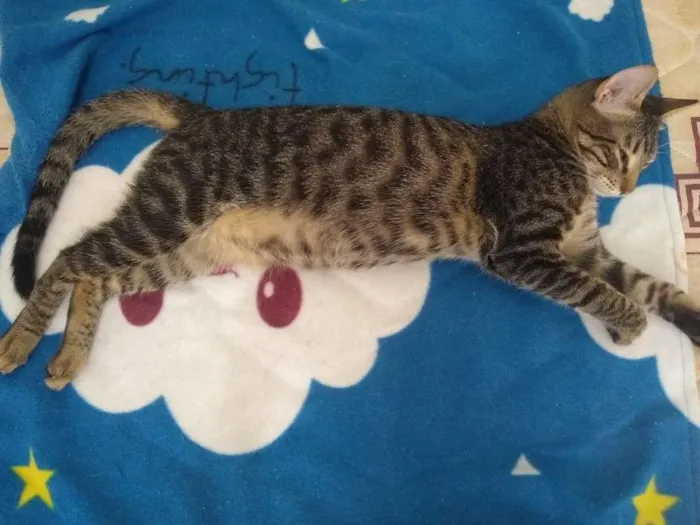 Gato ra a SRD-ViraLata idade 2 a 6 meses nome Átila