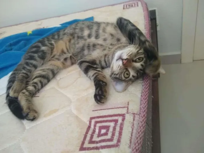 Gato ra a SRD-ViraLata idade 2 a 6 meses nome Átila