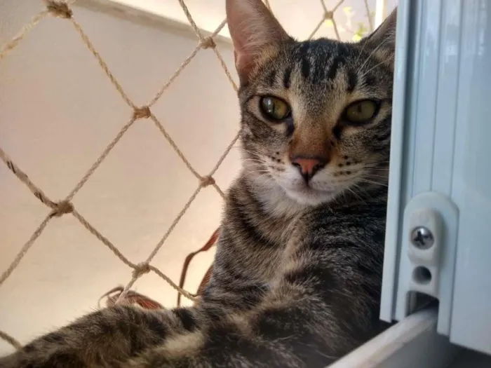 Gato ra a SRD-ViraLata idade 2 a 6 meses nome Átila
