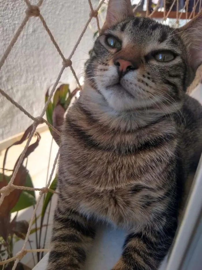 Gato ra a SRD-ViraLata idade 2 a 6 meses nome Átila