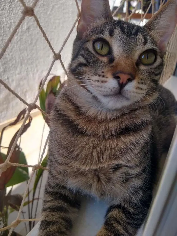 Gato ra a SRD-ViraLata idade 2 a 6 meses nome Átila