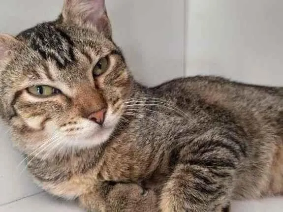 Gato ra a SRD-ViraLata idade 2 a 6 meses nome Fraternité