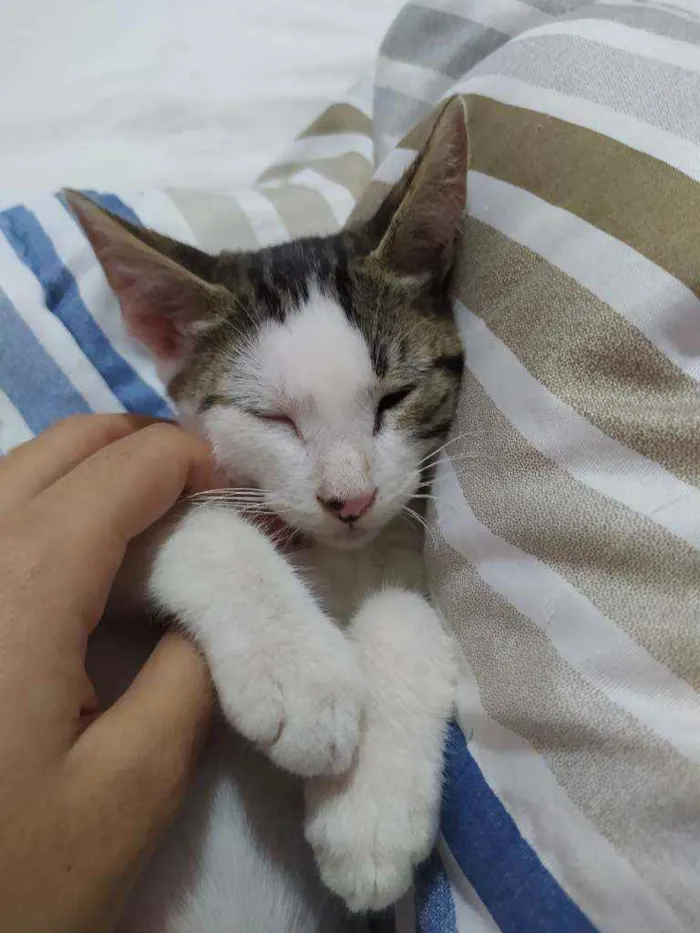 Gato raça Vira lata  idade 2 a 6 meses nome Não tem nome