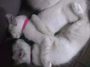 Gato raça Desconhecido  idade 2 a 6 meses nome Didi, nina e bila