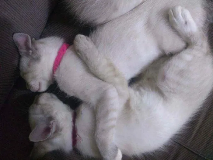 Gato ra a Desconhecido  idade 2 a 6 meses nome Didi, nina e bila