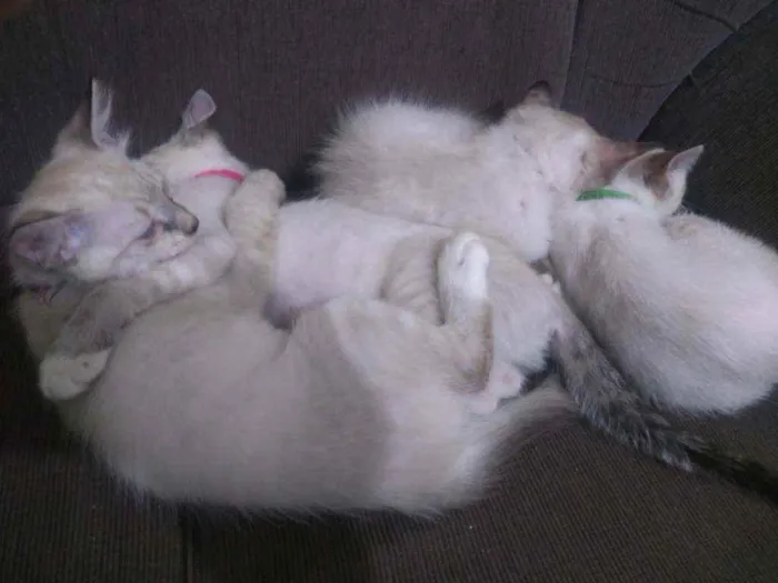 Gato ra a Desconhecido  idade 2 a 6 meses nome Didi, nina e bila