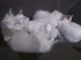Didi, nina e bila