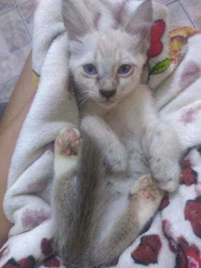 Gato ra a Desconhecido  idade 2 a 6 meses nome Didi, nina e bila