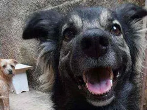 Cachorro raça Vira lata idade 4 anos nome Totoca