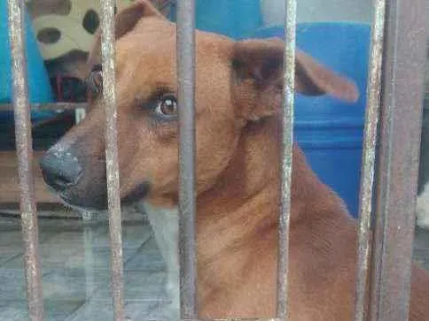 Cachorro ra a Salchinha  idade 1 ano nome Bisteca 