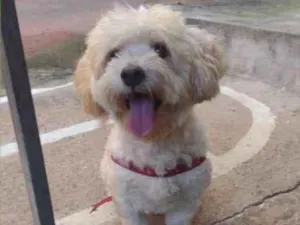 Cachorro raça Poodle idade 1 ano nome Toby 
