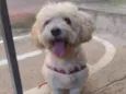 Toby